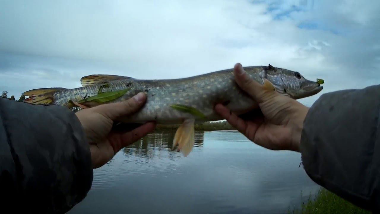 Поездка на Тобол. Рыбалка на спиннинг. #NIK_72 смотреть онлайн