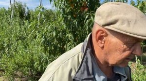 Влияние подвоев Манжурский и Пумиселект на созревания персика.