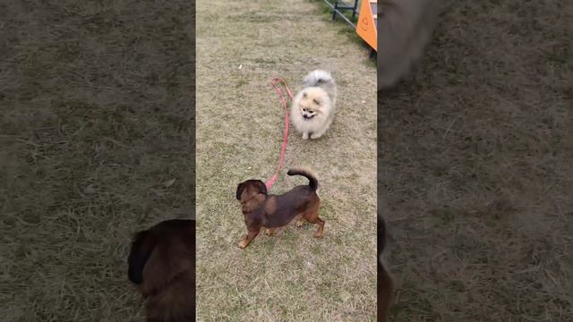 Пти брабансон, грифон.Собака ведёт за поводок