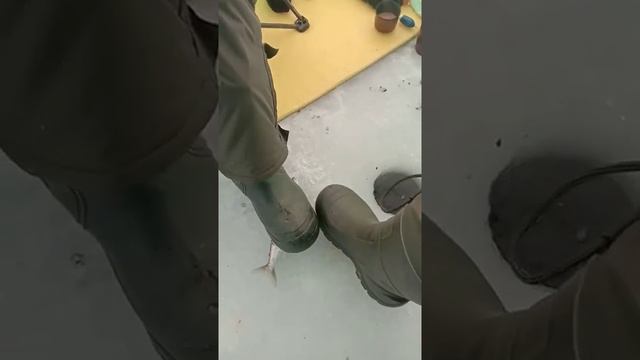 Омуль 2021 смотреть онлайн