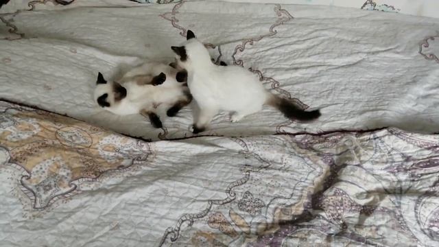 Сиамские котята, им уже по 4 месяца! смотреть онлайн