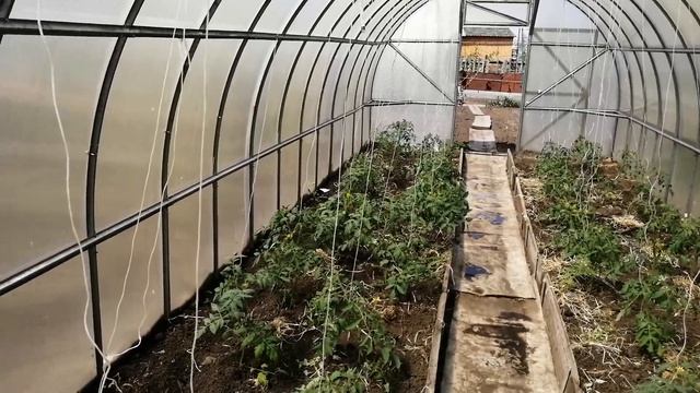 Понижаем быстро температуру в теплице в жаркий день .#понижаем температурувтеплице смотреть онлайн