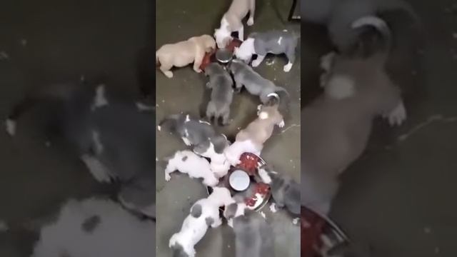 KATRINA ❌ CHALINO смотреть онлайн