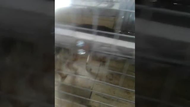 Немецкая овчарка первый день в вольере смотреть онлайн