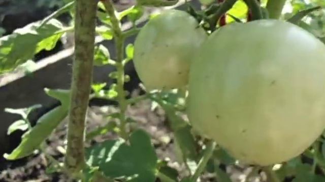 СКОРОСПЕЛЫЙ СОРТ ТОМАТА ЯБЛОКИ НА СНЕГУ - ИДЕАЛЬНЫЙ ВАРИАНТ ДЛЯ ОТКРЫТОГО ГРУНТА Ольга Чернова смотреть онлайн