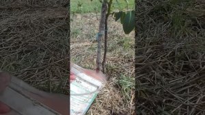 Грецкий орех.Подкормка.