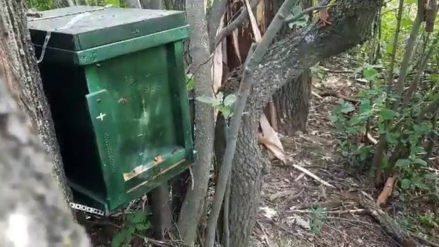 Липа цветет,а нектар не дает...проверка роеловок. смотреть онлайн