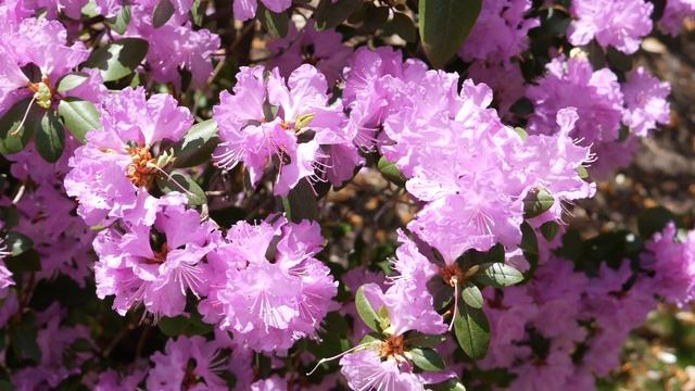 Chopin Mazurka and Lavender Rhododendrons смотреть онлайн