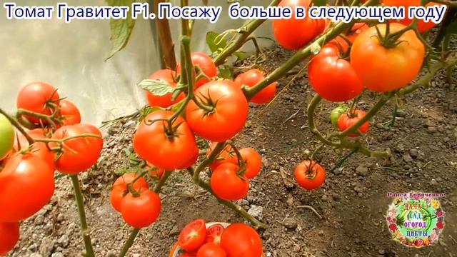 Томат Гравитет F1. Посажу больше в следующем году смотреть онлайн