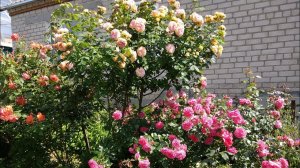 Кустовые розы: виды, форма, обрезка роз и формирование куста. Розарий своими руками.