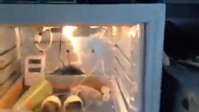 Гусята вылупились раньше на 2 дня смотреть онлайн
