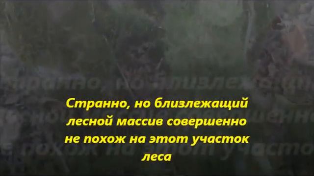 Сказочный лес в Сочи смотреть онлайн