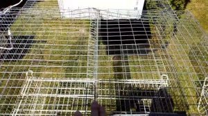 КЛЕТКИ ДЛЯ КРОЛИКОВ РАЗВЕДЕНИЕ КРОЛИКОВ Кролики содержание и разведение