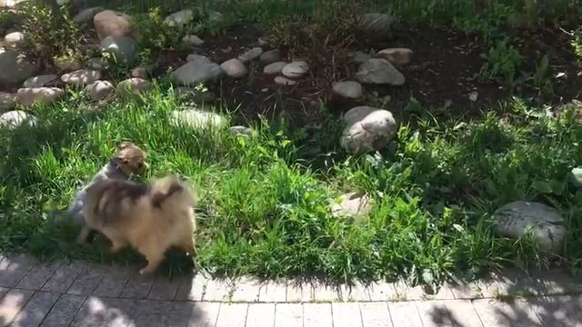 А ВОТ И ПУСЯ... ВЕДЬМИНА ИЗБА ● ИНГА ХОСРОЕВА смотреть онлайн