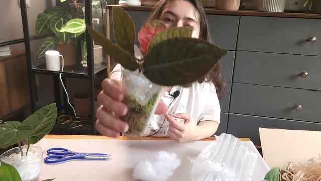 НОВЫЕ растения из ТАИЛАНДА + СЮРПРИЗ