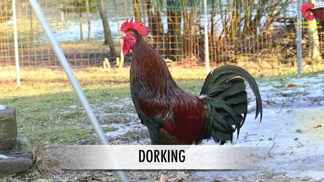 THE BIG ROOSTERS CROWING COMPILATION With Ayam Serama / Yokohama - Krährufe Der Hähne Im Vergleich