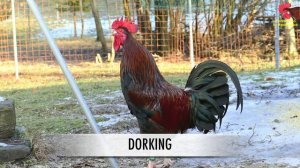 THE BIG ROOSTERS CROWING COMPILATION with Ayam Serama / Yokohama - Krährufe der Hähne im Vergleich