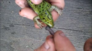 На что способна ящерица?