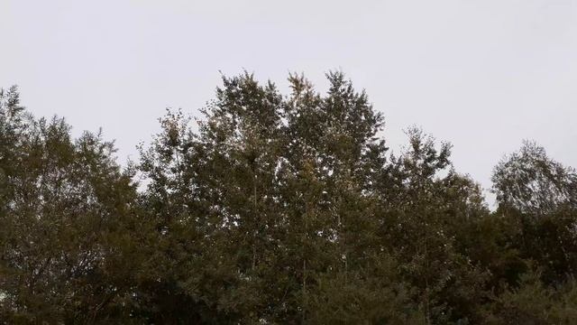 Тополь сереющий в середине сентября. Мои наблюдения.