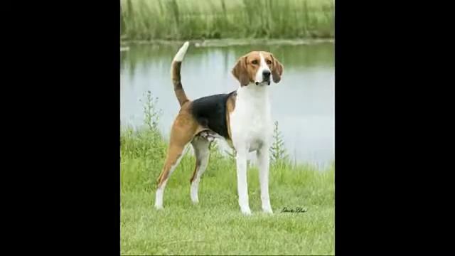 AMERICAN FOXHOUND - appearance, barking, playing, hunting смотреть онлайн