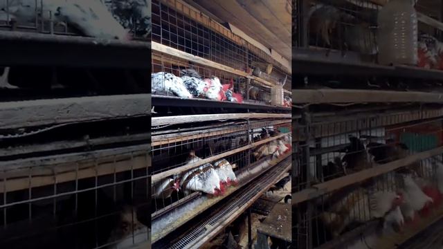 куры амрокс на буковой стружке,, смотреть онлайн