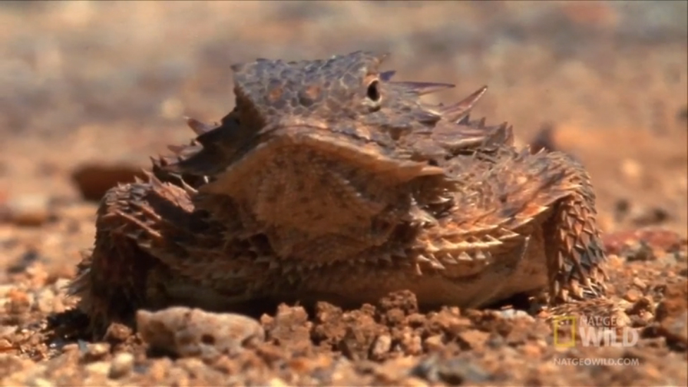 Ящерицы стреляющие кровью