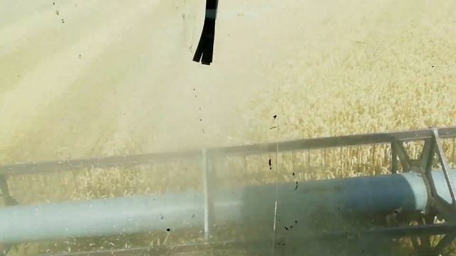 Убираю пшеницу Граф. Очень сложная уборка пересушенной пшеницы. Harvest wheat Count. Very difficult смотреть онлайн