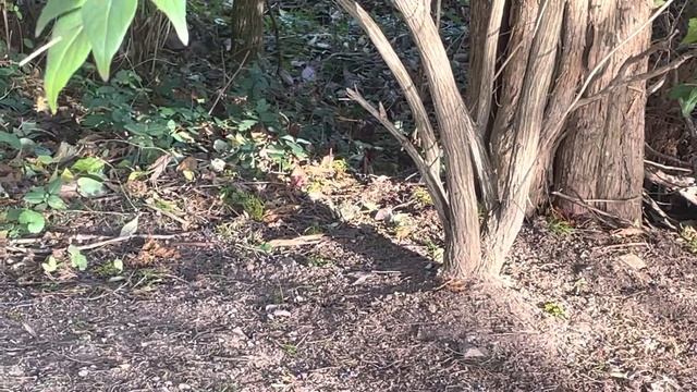 Another White-throated Sparrow (Zonotrichia albicollis) forages in the shade смотреть онлайн