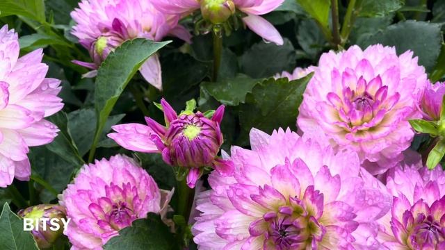 Part 6. Dahlia Varieties by name, Rainy day edition. Swan Island Dahlias #dahlia #flowers #dahlias смотреть онлайн