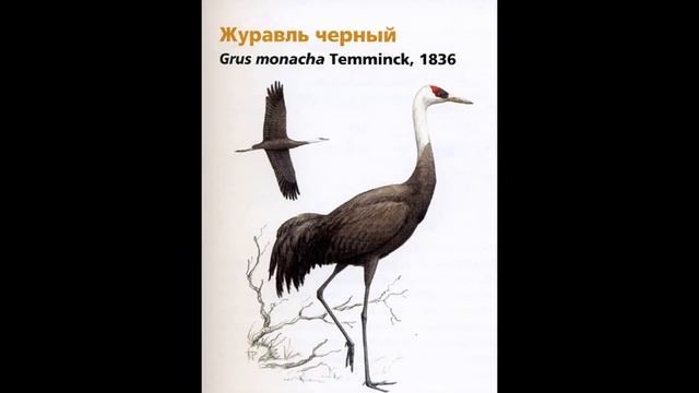 #птицы #краснаякнига #лес Красная Книга Родного края-Каргатского района смотреть онлайн