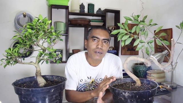 Bonsai Kimeng Ginseng (Ficus Microcarpa) Ginseng смотреть онлайн