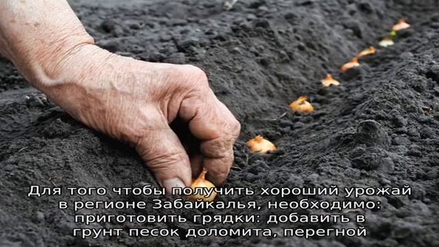 Посадка лука севка в открытый грунт смотреть онлайн