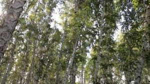 Поёт Валерий Сёмин. _Я НАЗОВУ ТЕБЯ ЗОРЕНЬКОЙ_.