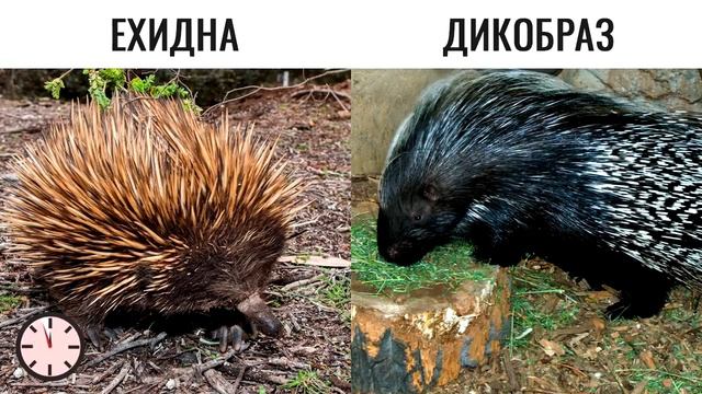 ВСЕ путают ЭТИХ животных, А ТЫ тоже ПУТАЕШЬ? БУДЬ В КУРСЕ TV смотреть онлайн