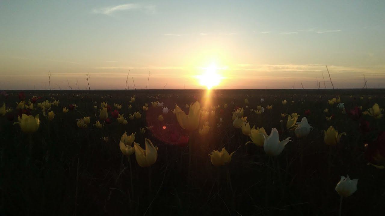 Новозизевская тюльпанная степь, Дергачевский район