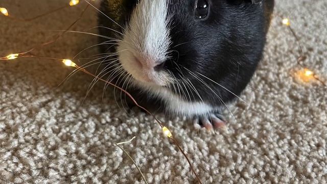 Piggy princesses preview смотреть онлайн