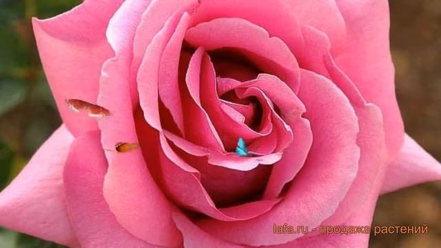 Роза чайно-гибридная Эминенс (rose eminens) ? роза Эминенс обзор: как сажать саженцы розы Эминенс смотреть онлайн