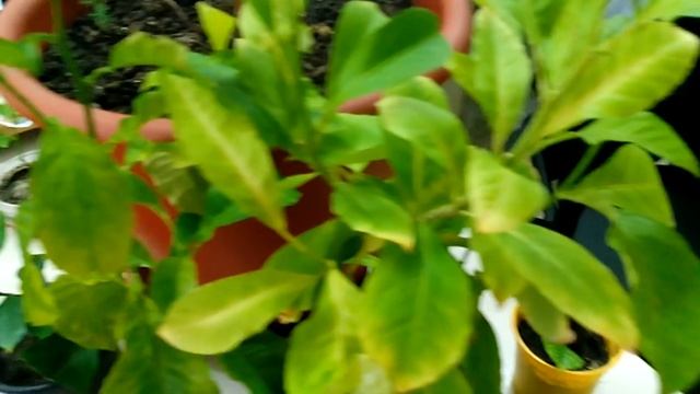 Почему желтеют листья у лимона?