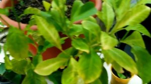 Почему желтеют листья у лимона?