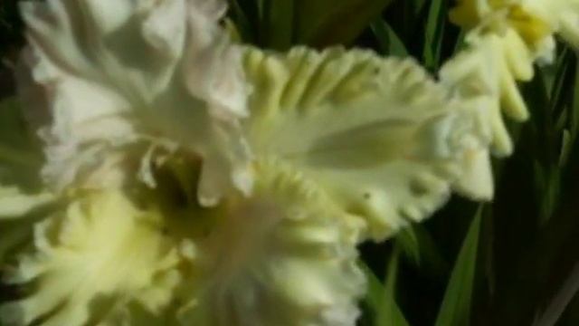 Гладиолусы (3) Коллекционные сорта www.mirgladiolus.ru смотреть онлайн