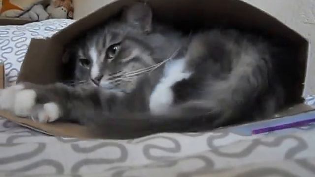 Кот в коробке. смотреть онлайн