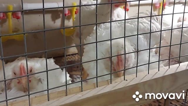 Бройлеры Арбор Айкрес, им сегодня месяц. Клеточное содержание бройлеров. смотреть онлайн