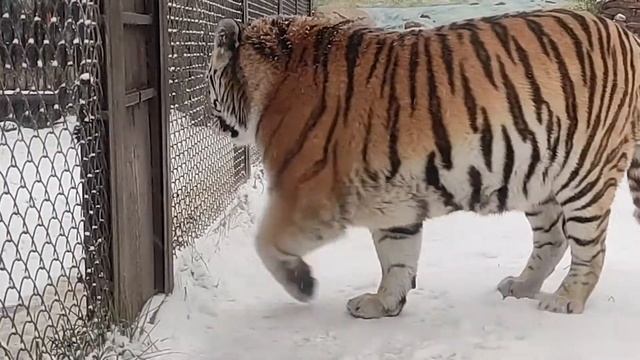 ГЛОБАЛЬНОЕ ИЗМЕНЕНИЕ КЛИМАТА: как оно влияет на животных и нас? смотреть онлайн