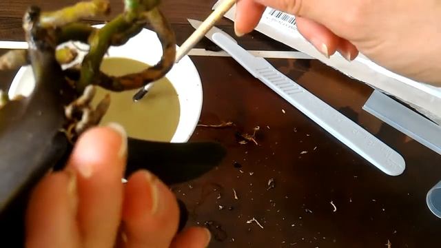 Мини орхидея: уход, пересадка и обработка фундазолом смотреть онлайн