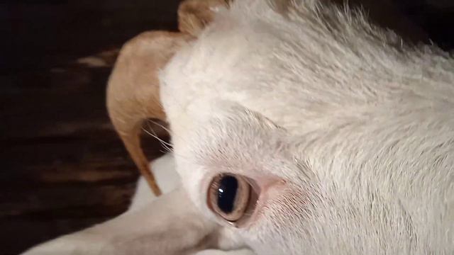 Экскурсия по дворам,козы ,свиньи и ...... смотреть онлайн