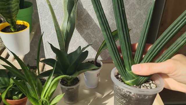 Обзор новых САНСЕВИЕРИЙ в моей коллекции. Результаты укоренения неадаптированых сансевиерий смотреть онлайн