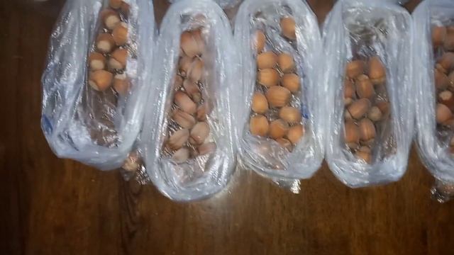 Белорусские гибридные формы фундука. смотреть онлайн