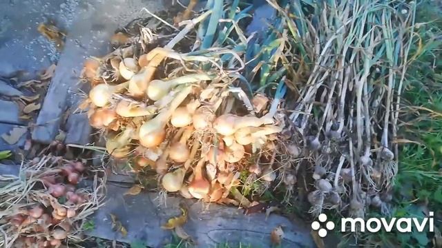 27 Июля 2021 год. ДАЧА Урожай Лука, Чеснока смотреть онлайн