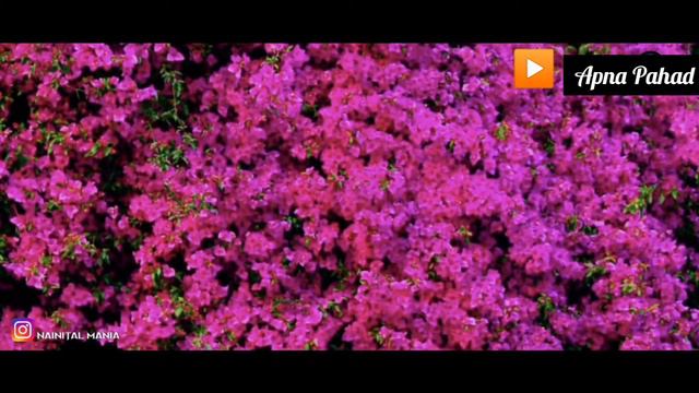 Bougainvillea tree 🌲 Almora 8 july 2020 смотреть онлайн