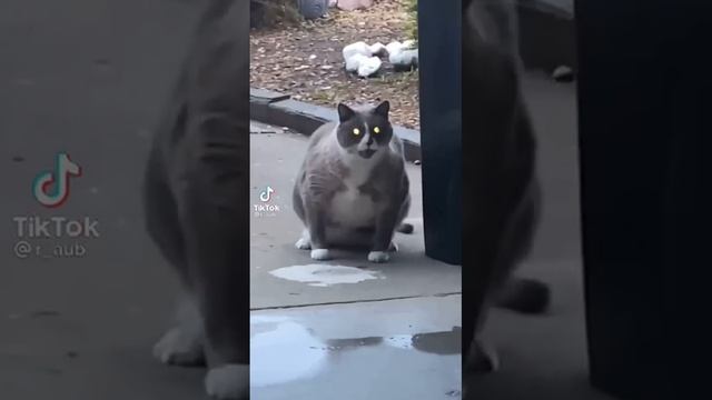 Кот танцует смотреть онлайн